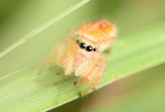 Phidippus cardinalis