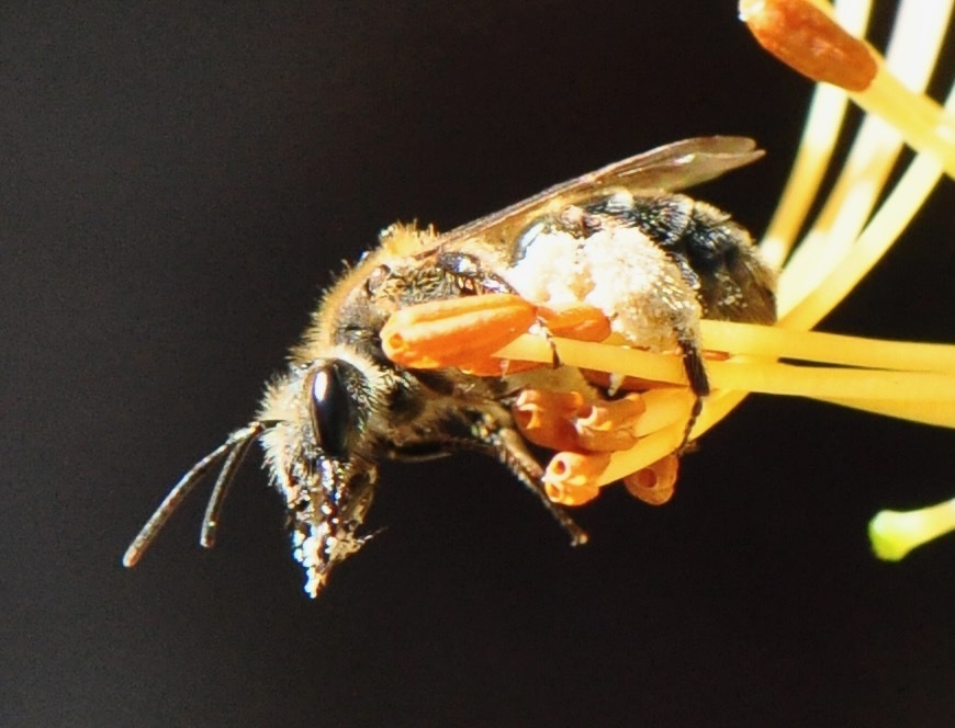 Azalea Mining Bee