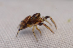 Zygoballus rufipes