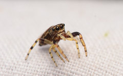 Zygoballus rufipes