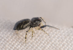 Zygoballus rufipes