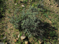 Wiborgia sericea