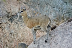 Oreotragus oreotragus transvaalensis