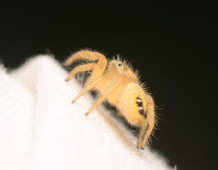 Phidippus cardinalis