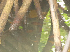 Cerberus schneiderii