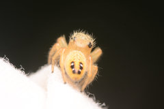 Phidippus cardinalis