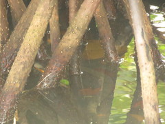 Cerberus schneiderii