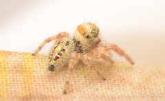 Phidippus princeps