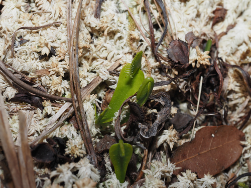 Dionaea muscipula