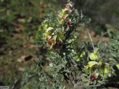 Wiborgia sericea