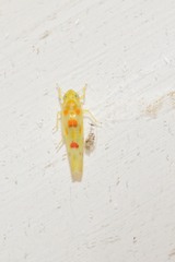 Zyginama maculipennis