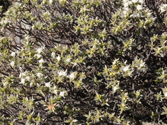 Pimelea aridula