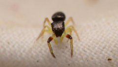 Zygoballus rufipes
