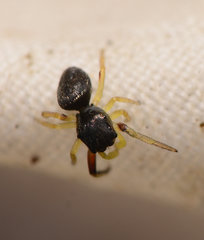 Zygoballus rufipes