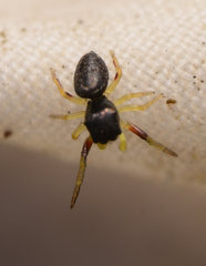 Zygoballus rufipes