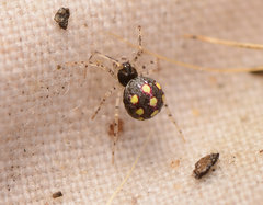 Theridion llano