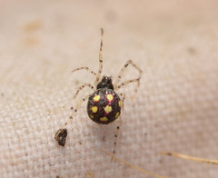 Theridion llano