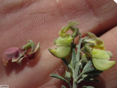 Wiborgia sericea