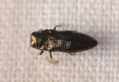 Taphrocerus