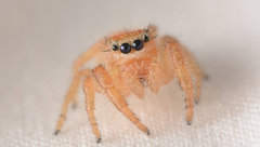 Phidippus cardinalis