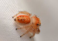 Phidippus cardinalis