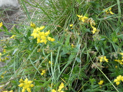 Genista germanica