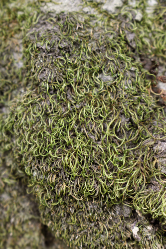 Pseudoleskeopsis artariae, 2025-03-29