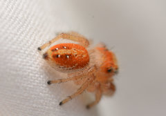 Phidippus cardinalis