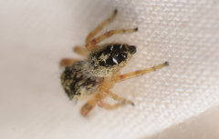 Phidippus texanus