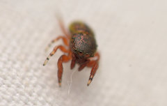 Sassacus cyaneus