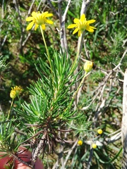 Euryops thunbergii