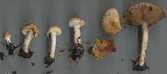 Inocybe flocculosa