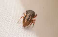 Sassacus cyaneus