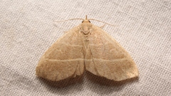 Trisateles emortualis