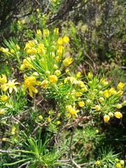Euryops thunbergii