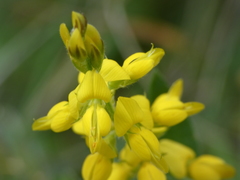 Genista germanica