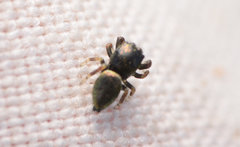 Sassacus papenhoei