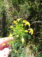 Euryops thunbergii