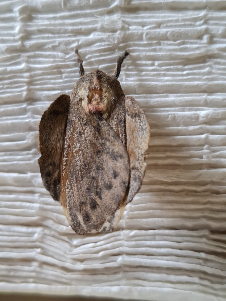 Travassosula subfumata