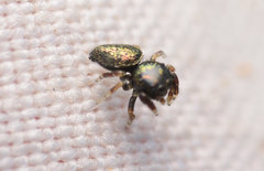 Sassacus papenhoei