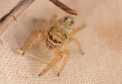 Phidippus texanus