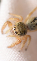 Phidippus texanus