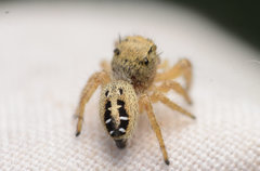 Phidippus texanus