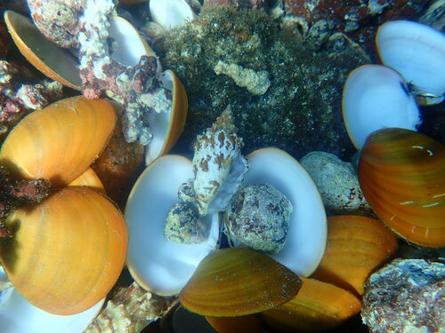 Megapitaria aurantiaca