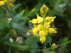 Genista germanica