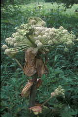 Angelica ursina