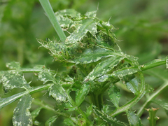 Neohydatothrips samayunkur