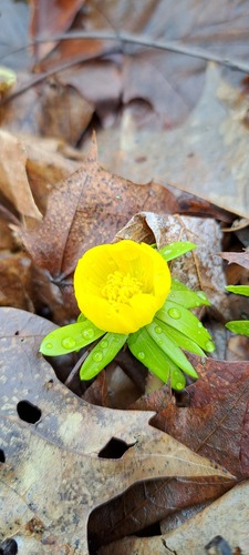Eranthis hyemalis