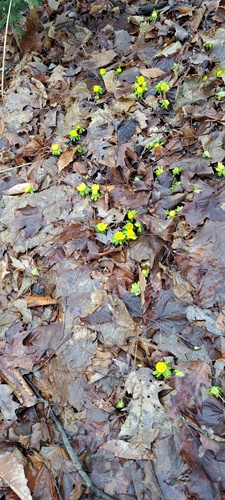 Eranthis hyemalis