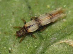 Parthenothrips dracaenae